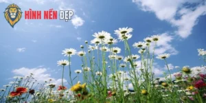 Hình Nền Điện Thoại Hoa Đẹp Với Sắc Màu Tươi Tắn, Tinh Khôi