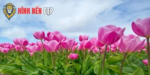 Hình Nền Hoa Đẹp Rực Rỡ, Tươi Mới Cho Mọi Thiết Bị Của Bạn