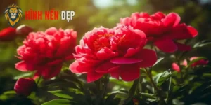 Hình Nền Hoa Mẫu Đơn Sang Trọng, Ý Nghĩa Phú Quý Viên Mãn