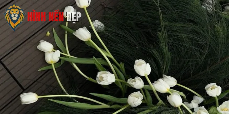 Hình nền hoa tulip trắng biểu tượng cho sự thuần khiết