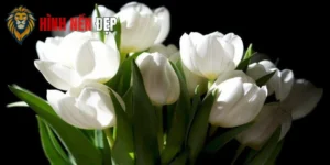 Hình Nền Hoa Tulip Trắng Tinh Khôi, Nhẹ Nhàng Mà Cuốn Hút