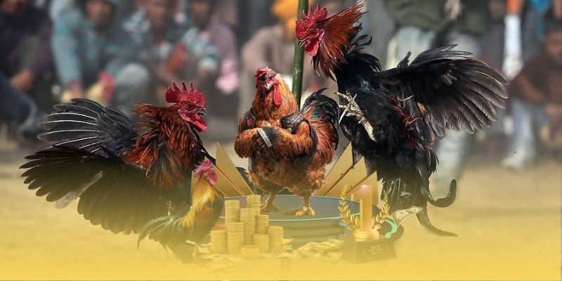 Đá Gà MMWIN – Trải Nghiệm Giải Trí Đỉnh Cao Cho Ai Đam Mê