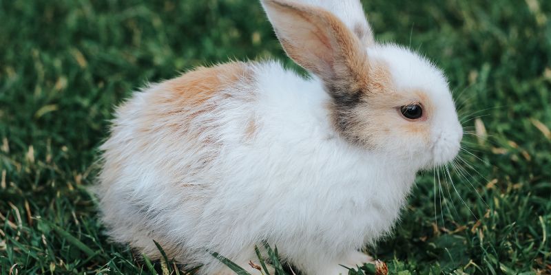 Giải Mã Điềm Báo Giấc Mơ Thấy Thỏ Cùng Chuyên Gia Bongvip